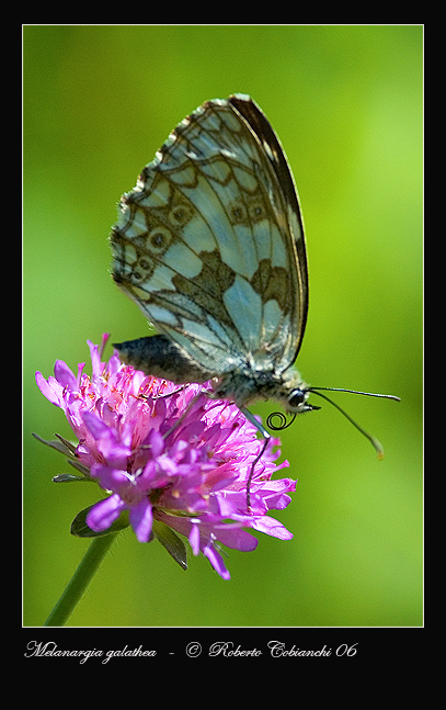 Melanargia galathea