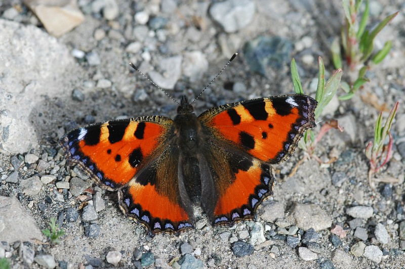 Aglais urticae