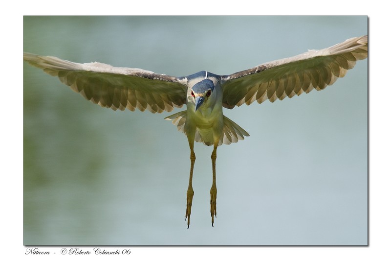 Nitticora - Nycticorax nycticorax