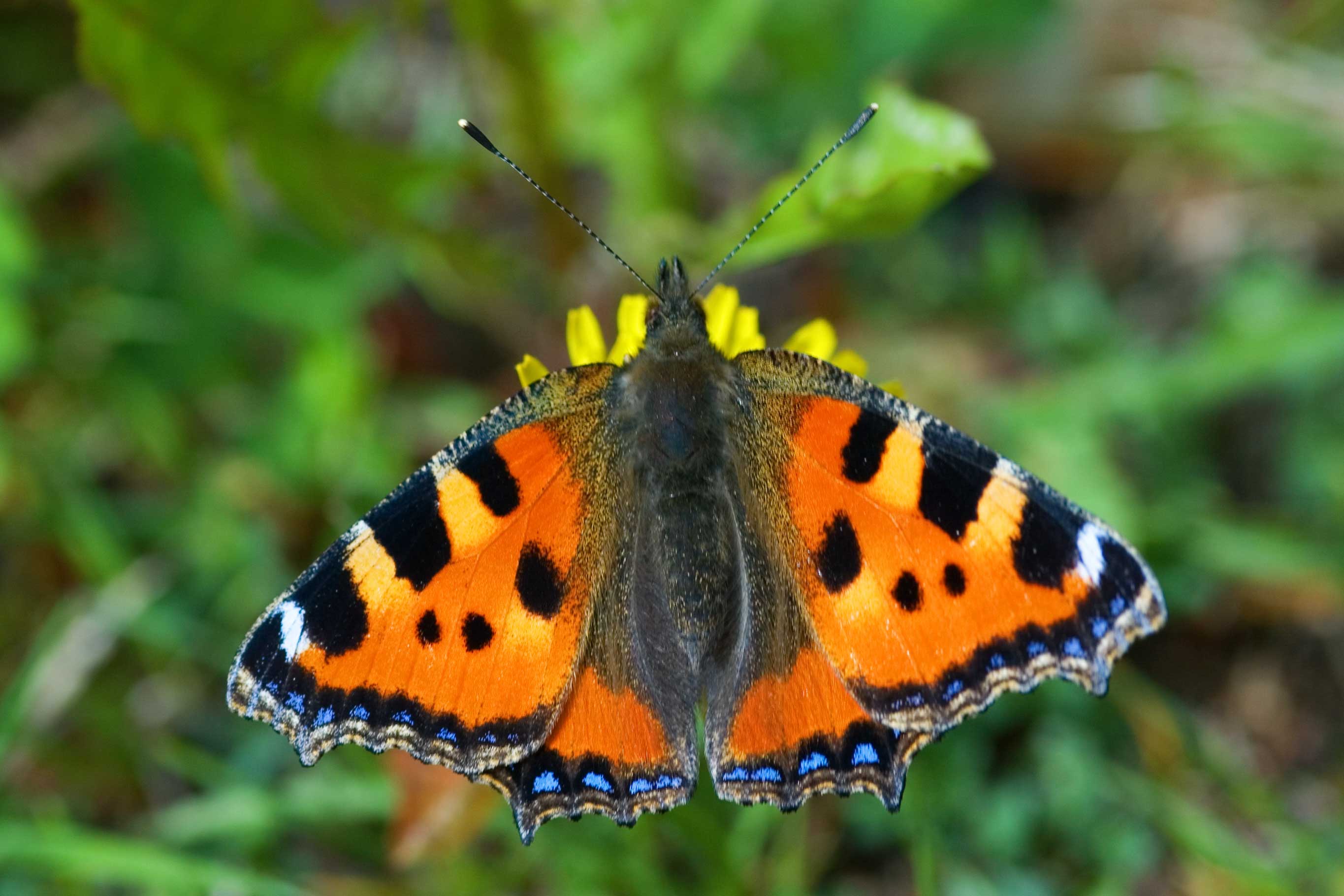 Aglais urticae