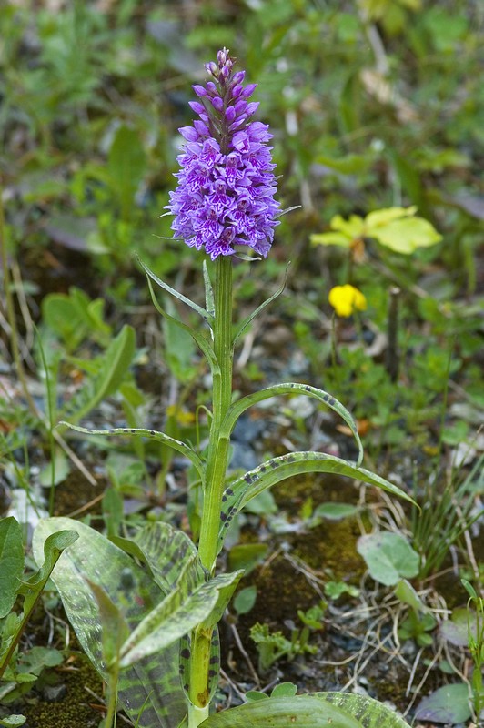 Dactylorhiza maculata