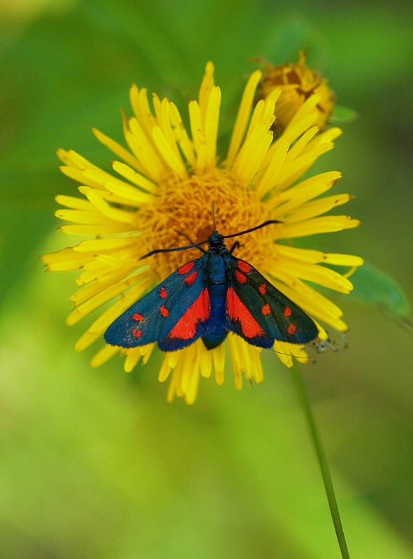 Zygaena  ............