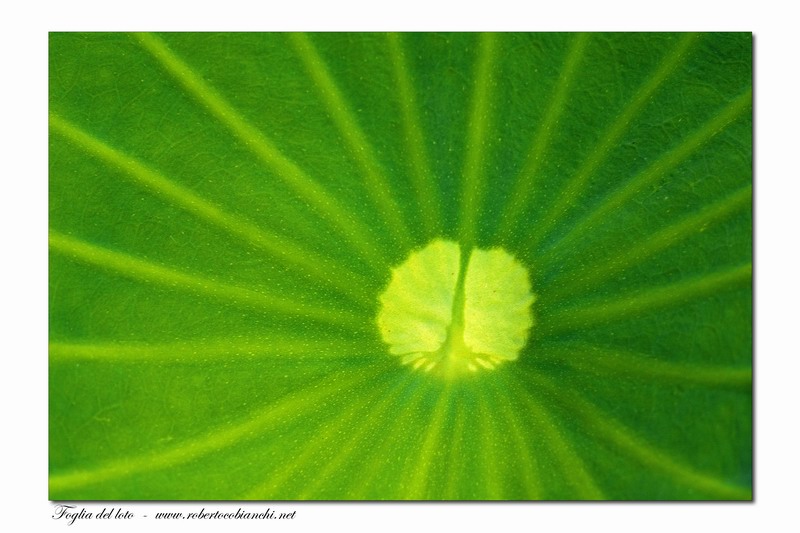 particolari