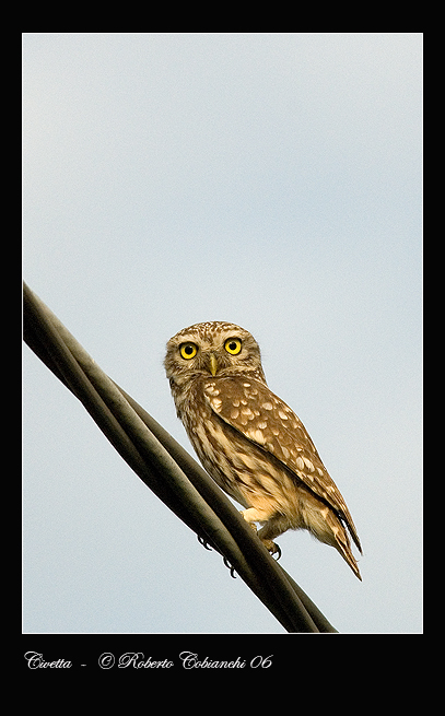 Civetta comune - Athene noctua