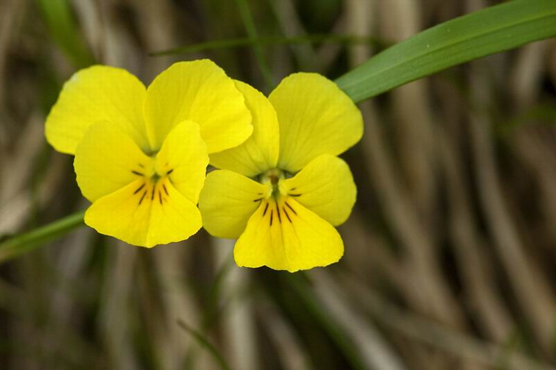 Viola calcarata subsp. cavilleri dal M. Cimone (MO)
