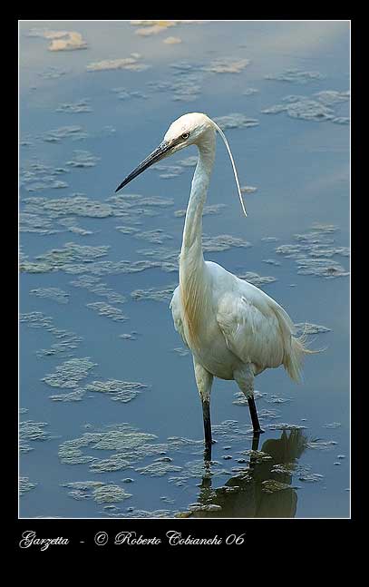 Garzette - Egretta garzetta