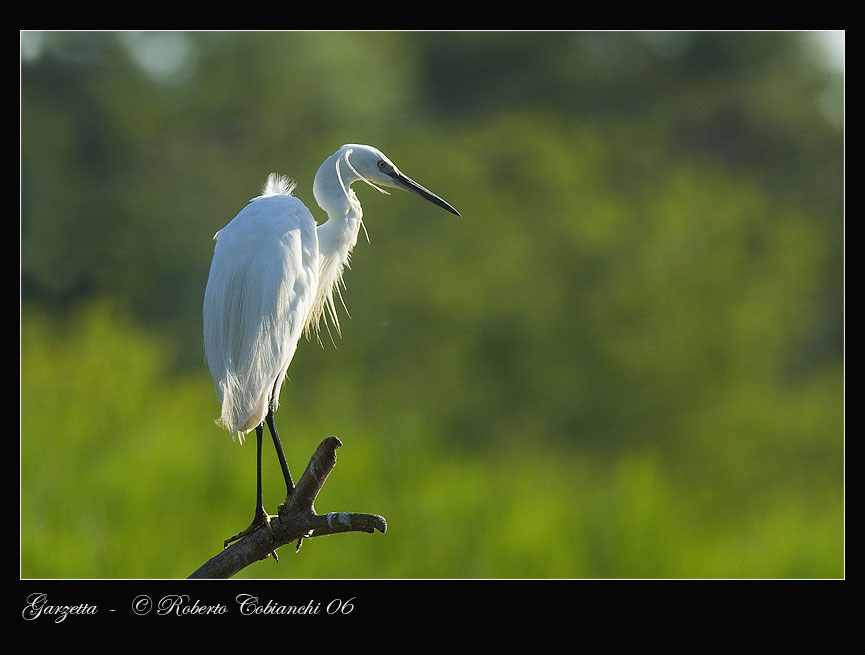 Garzette - Egretta garzetta