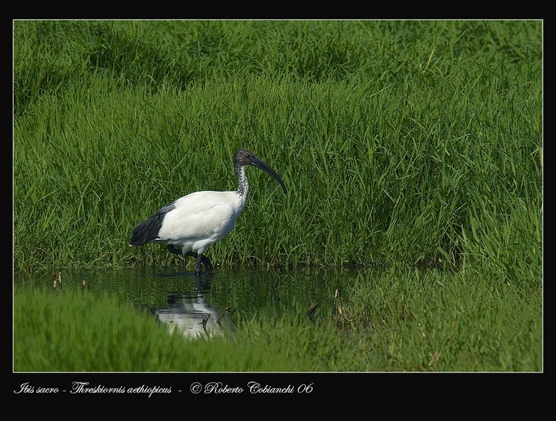Ibis sacro - Threskiornis aethiopicus