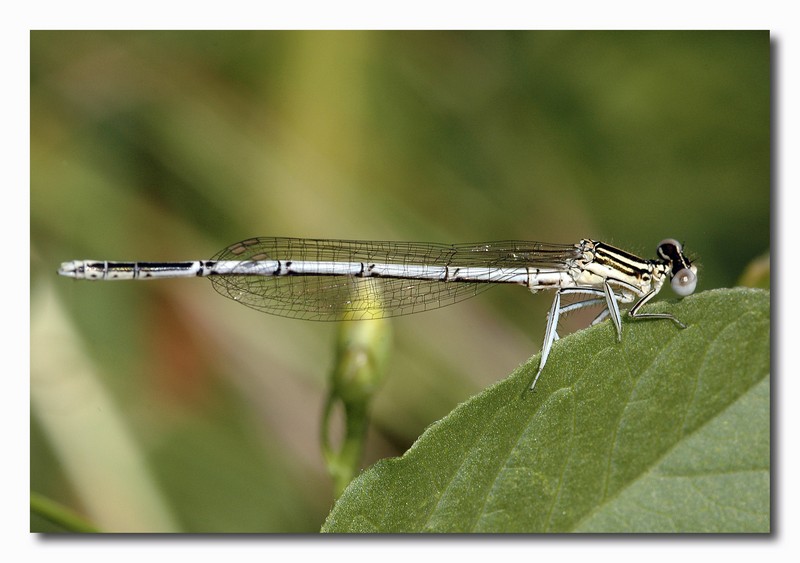 Platycnemis pennipes Orthetrum cancellatum Coenagrion puella