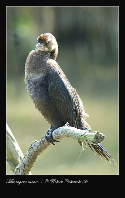 Marangone minore - Phalacrocorax pygmeus