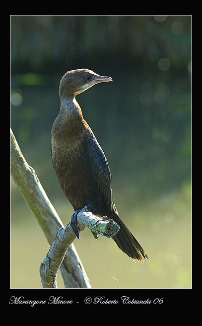 Marangone minore - Phalacrocorax pygmeus