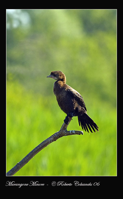 Marangone minore - Phalacrocorax pygmeus