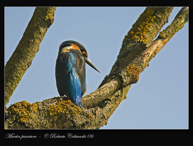 Martin pescatore -  Alcedo atthis