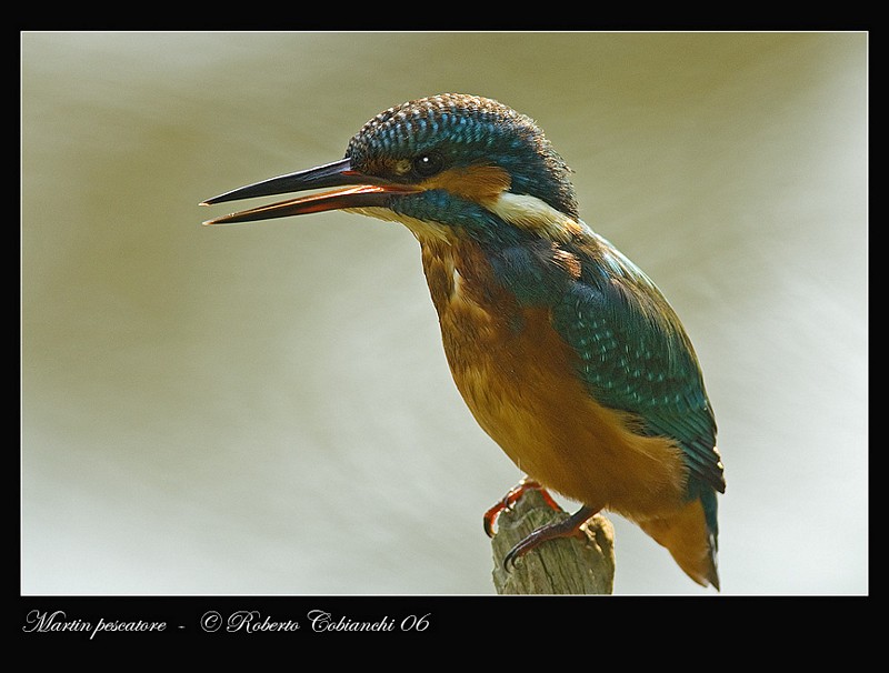 Martin pescatore -  Alcedo atthis