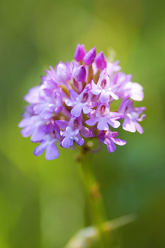 orchidea bolognese: Anacamptis pyramidalis