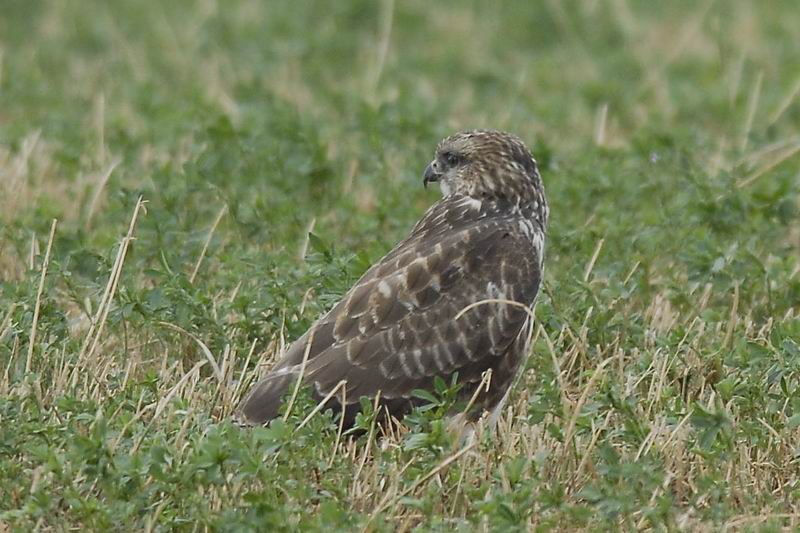 Poiana - Buteo buteo