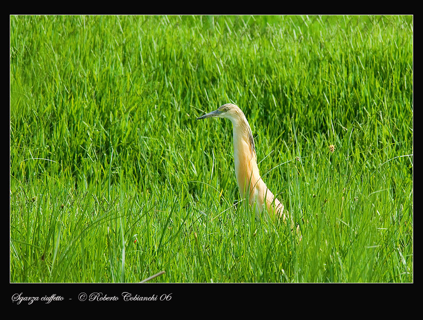 Sgarza ciuffetto - Ardeola ralloides