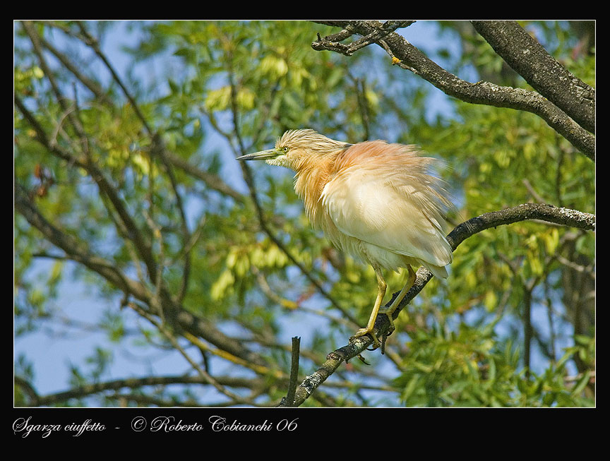 Sgarza ciuffetto - Ardeola ralloides