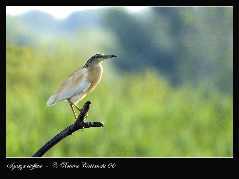 Sgarza ciuffetto - Ardeola ralloides