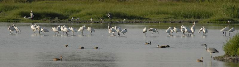 Spatola - Platalea leucorodia