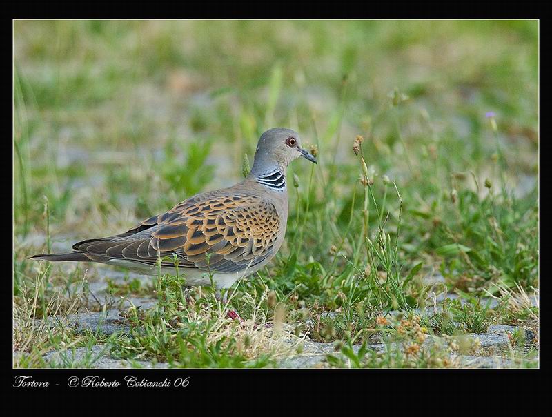 Tortora - Streptopelia turtur