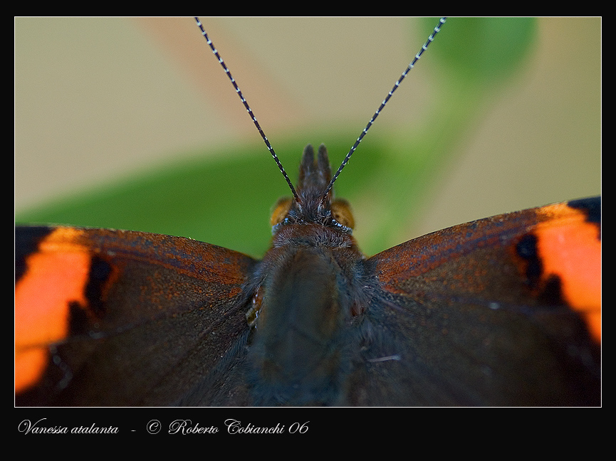 Vanessa atalanta