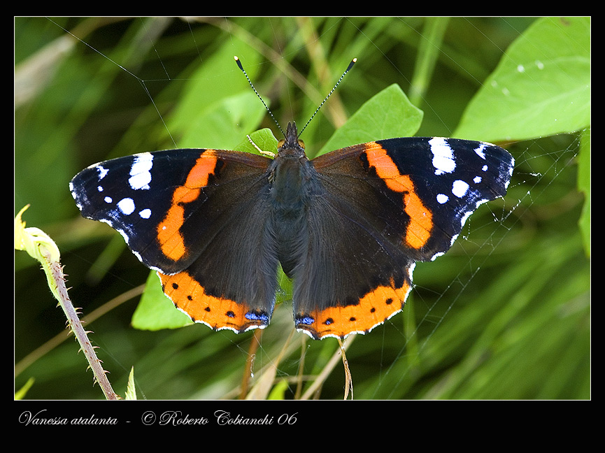 Vanessa atalanta