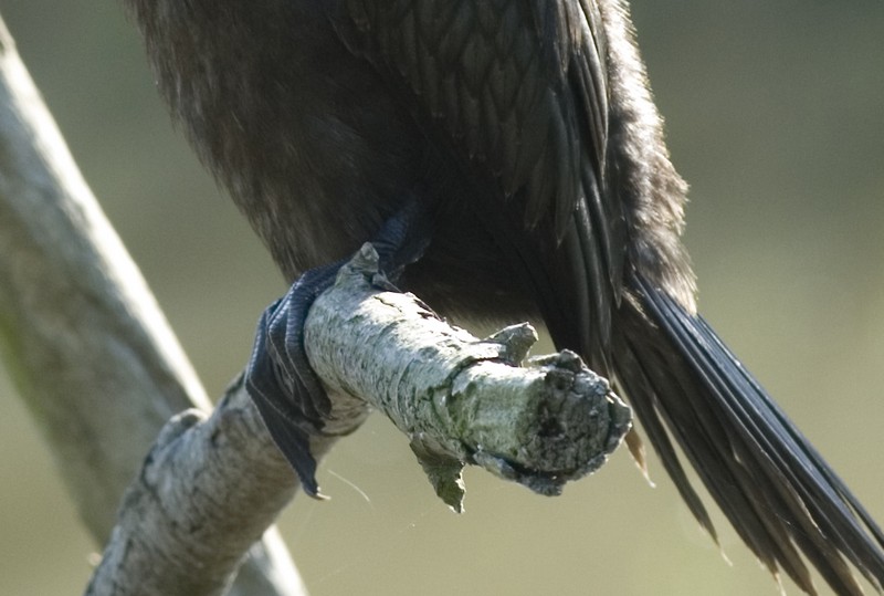 Marangone minore - Phalacrocorax pygmeus