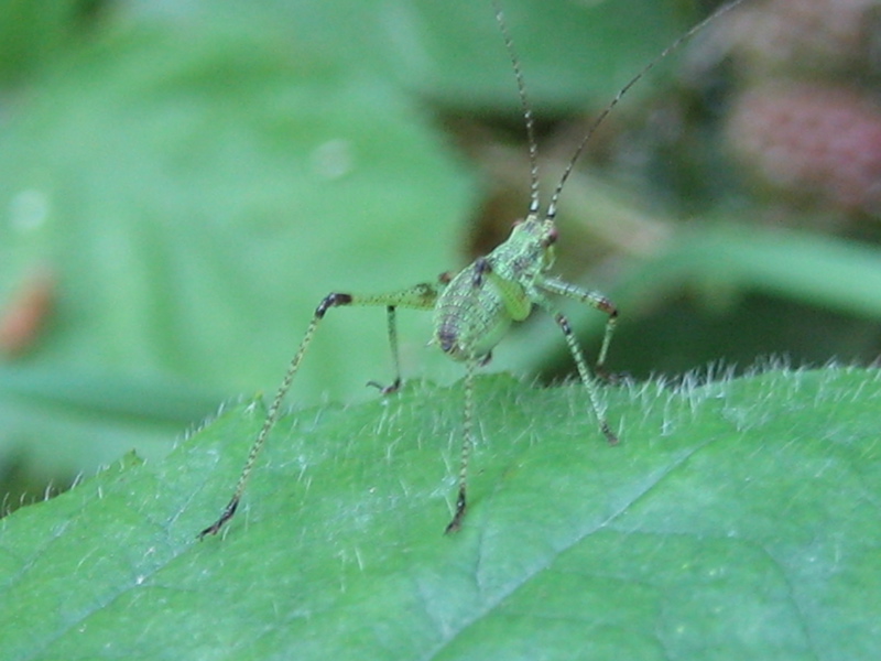 Phaneroptera falcata