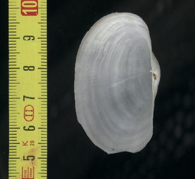 Panopea glycymeris