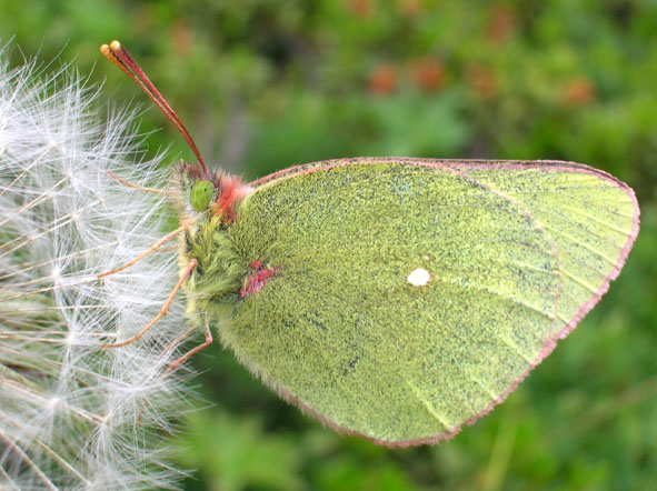 Pieridae Coliadinae..ma quale? Colias phicomone