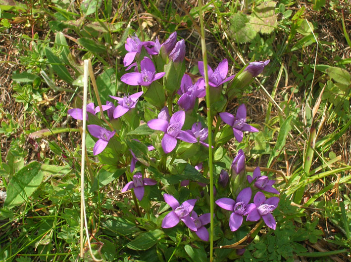 Gentianella campestris / Genzianella campestre