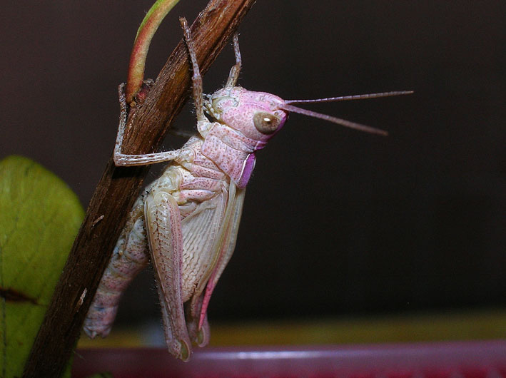 Cavalletta rosa e muta in diretta! Chorthippus brunneus