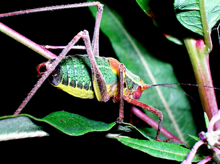 Ortottero: Barbitistes sp.