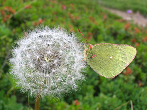 Pieridae Coliadinae..ma quale? Colias phicomone