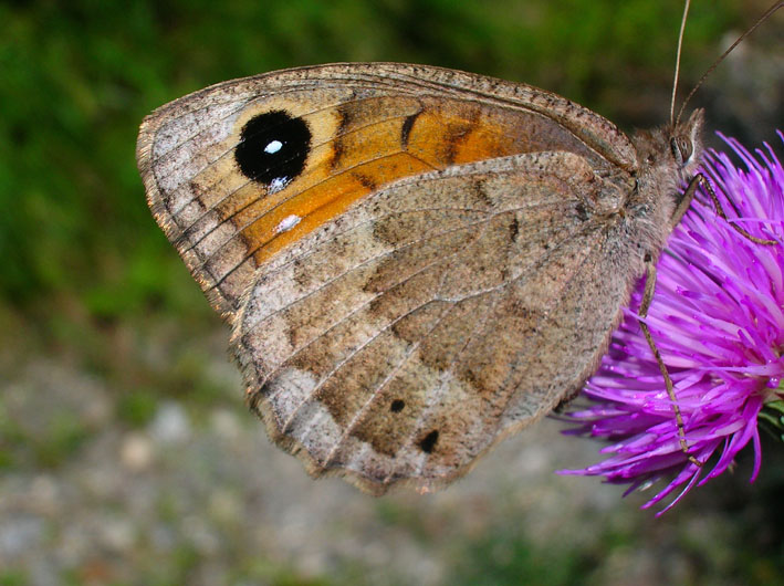 Satyrus ferula maschio