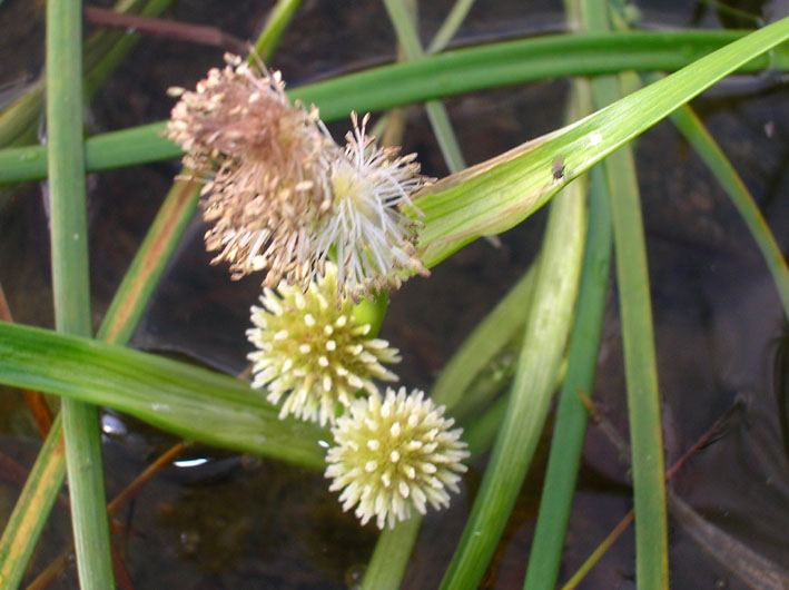 Sparganium angustifolium / Coltellaccio natante