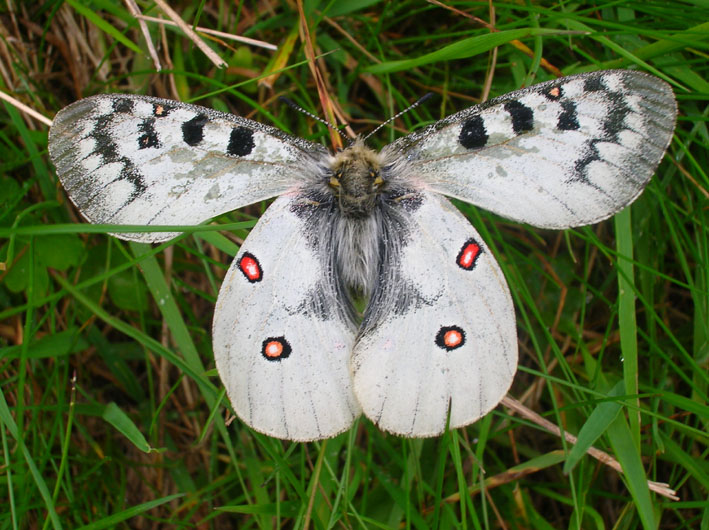 Parnassius phoebus