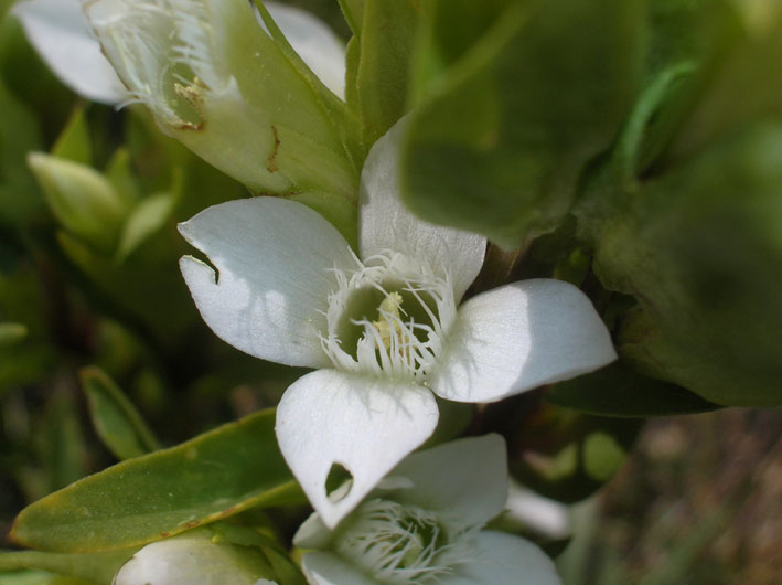 Gentianella campestris / Genzianella campestre