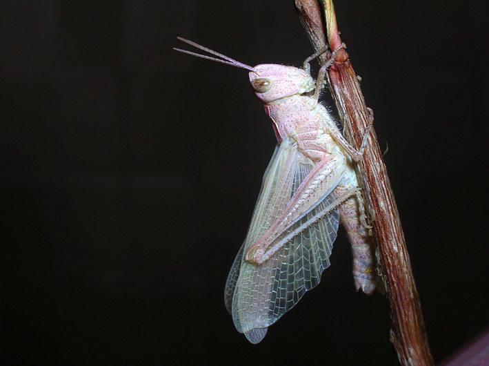 Cavalletta rosa e muta in diretta! Chorthippus brunneus