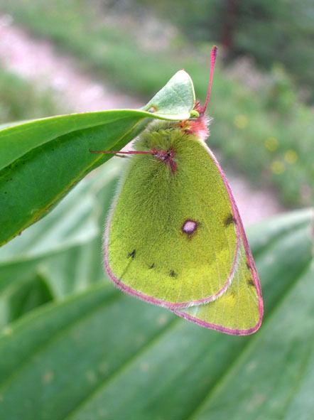 Pieridae Coliadinae..ma quale? Colias phicomone