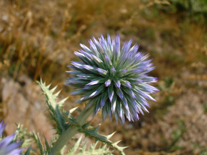 Echinops ritro / Cardo pallottola-coccodrillo