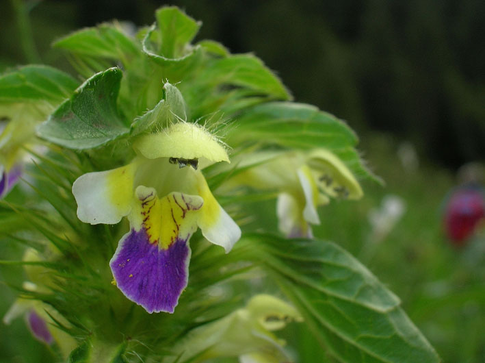 Galeopsis speciosa / Galeopside splendida