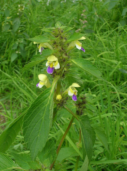 Galeopsis speciosa / Galeopside splendida