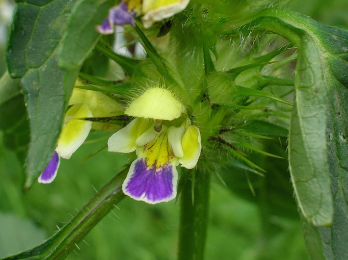 Galeopsis speciosa / Galeopside splendida
