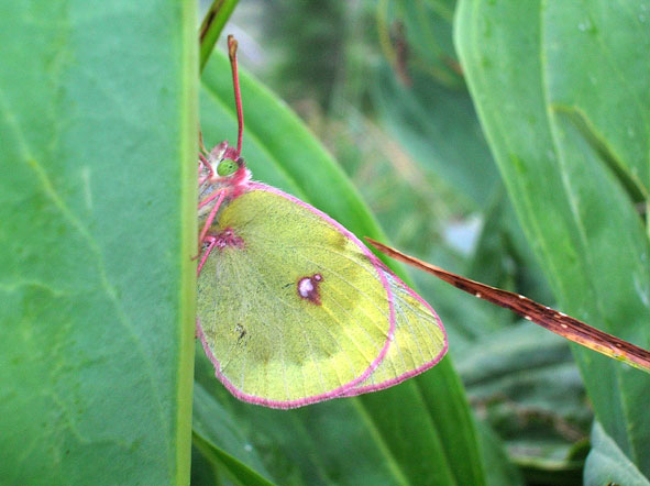 Pieridae Coliadinae..ma quale? Colias phicomone