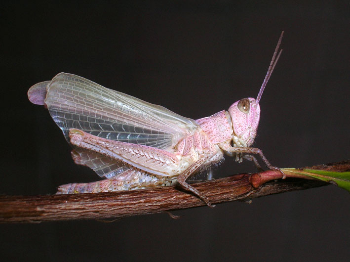 Cavalletta rosa e muta in diretta! Chorthippus brunneus