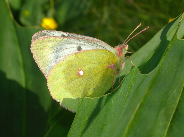 Pieridae Coliadinae..ma quale? Colias phicomone