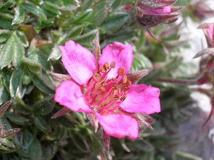 Potentilla nitida / Cinquefoglia delle Dolomiti