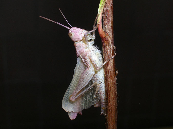 Cavalletta rosa e muta in diretta! Chorthippus brunneus